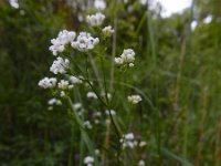 Asperula tinctoria 7, Saxifraga-Ed Stikvoort