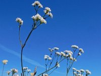 Asperula tinctoria 8, Saxifraga-Ed Stikvoort