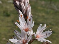 Asphodelus aestivus 12, Saxifraga-Harry Jans