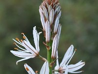 Asphodelus aestivus 13, Saxifraga-Harry Jans