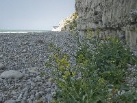 Brassica oleracea 17, Kool, habitat, Saxifraga-Willem van Kruijsbergen