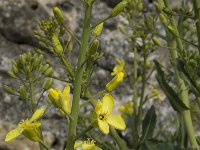 Brassica oleracea 5, Kool, Saxifraga-Willem van Kruijsbergen