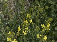 Brassica oleracea 6, Kool, Saxifraga-Willem van Kruijsbergen