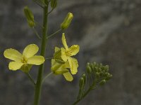 Brassica oleracea 7, Kool, Saxifraga-Willem van Kruijsbergen