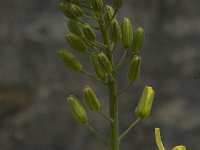 Brassica oleracea 8, Kool, Saxifraga-Willem van Kruijsbergen