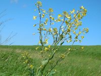 Brassica oleracea ssp oleracea 38, Kool, Saxifraga-Ed Stikvoort