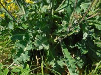 Brassica oleracea ssp oleracea 41, Kool, Saxifraga-Ed Stikvoort