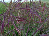 Brassica oleracea ssp oleracea 44, Kool, Saxifraga-Ed Stikvoort