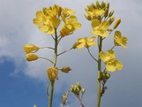 Brassica oleracea ssp oleracea 46, Wilde kool, Saxifraga-Ed Stikvoort