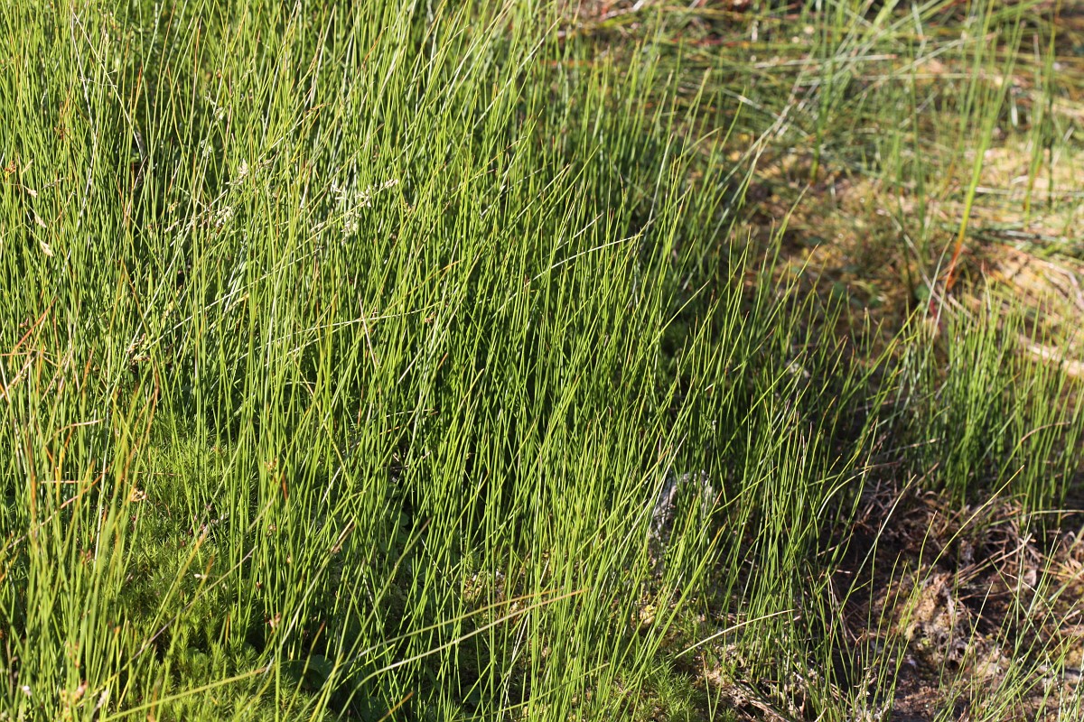 Juncus filiformis, Thread Rush