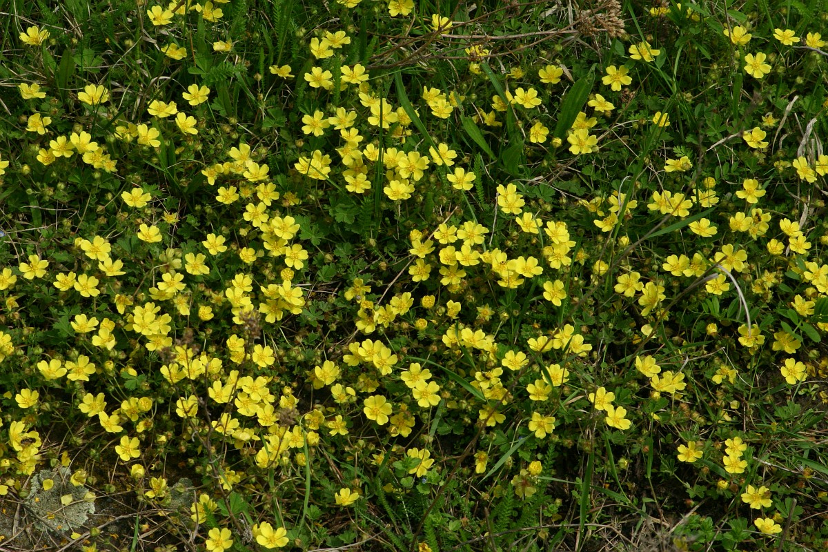 Potentilla neumanniana, Spring Cinquefoil