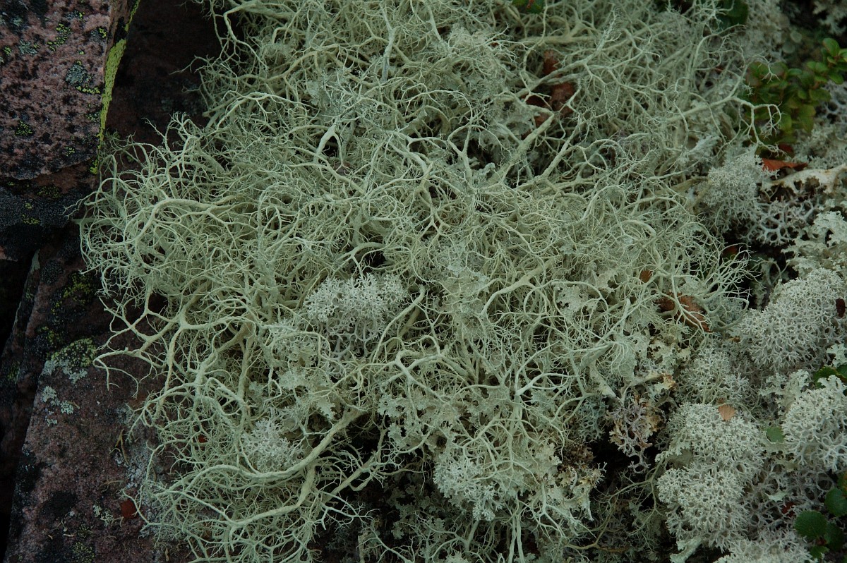 Alectoria ochroleuca, Witches Hair Lichen